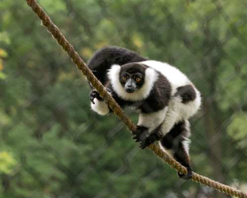 A black and white lemur balances on a rope, surrounded by greenery in a natural setting.