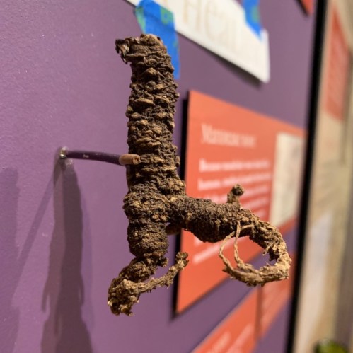 A twisted piece of wood displayed on a purple wall, with informational signs in the background.