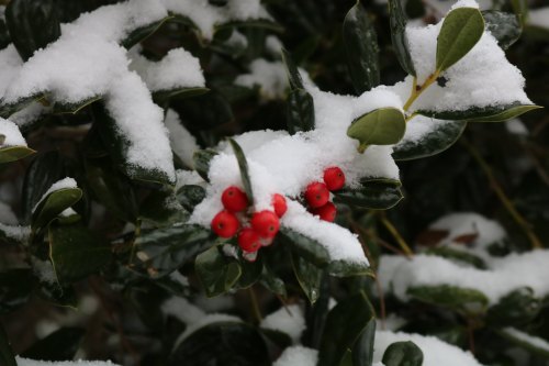 Red berries covered in snow on green leaves, creating a wintery scene.