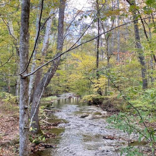 A serene forest scene with a winding stream surrounded by trees and autumn foliage.