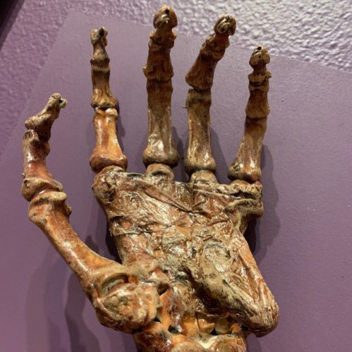 A detailed fossilized hand skeleton displayed against a purple background.
