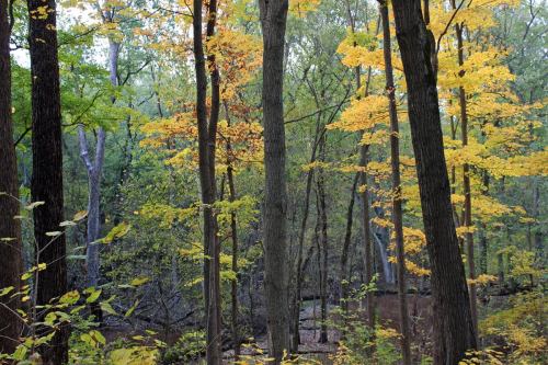 A serene forest scene with tall trees displaying vibrant autumn leaves in shades of yellow and green.