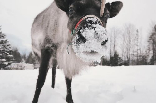 A close-up of a reindeer with a snowy nose standing in a winter landscape. Snow-covered ground and trees in the background.
