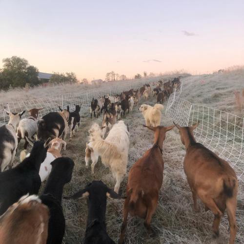 A herd of goats and sheep walking along a path at sunset, with a rural landscape in the background.