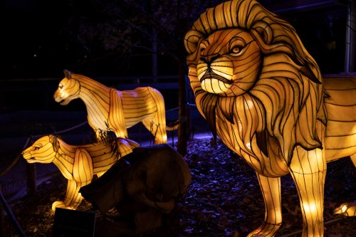 Illuminated lantern sculptures of a lion and two lions, glowing in the dark with intricate details.