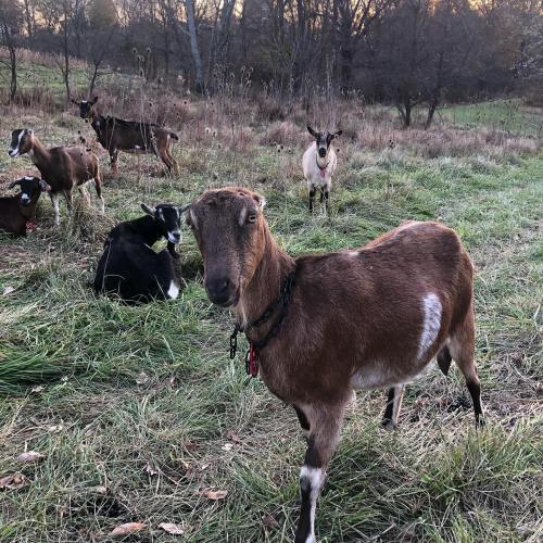 A group of goats grazing in a grassy field during sunset, with trees in the background.
