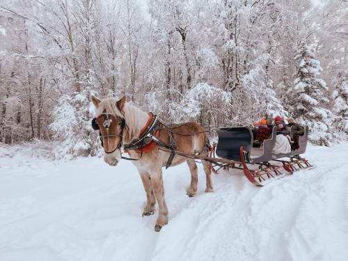 A horse in harness stands beside a snow-covered sleigh in a winter landscape with frosted trees.