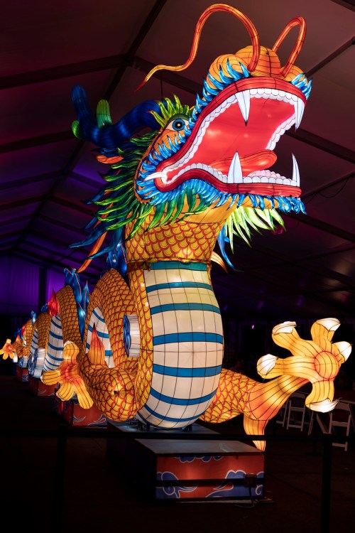 A vibrant, illuminated dragon lantern with colorful scales and fierce expression, displayed in a tent.