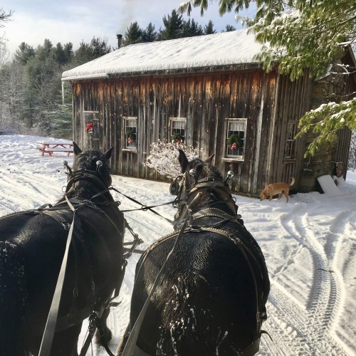 Two black horses pull a sleigh through snow, approaching a rustic cabin decorated for the holidays. A dog is nearby.