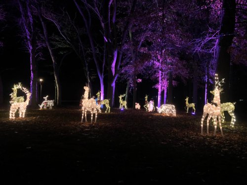 A nighttime scene featuring illuminated reindeer decorations among trees with purple lighting.