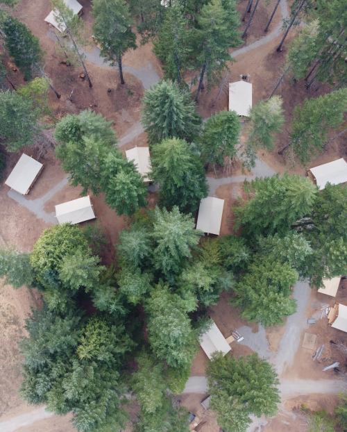Aerial view of a forested area with tents and winding paths among tall trees.