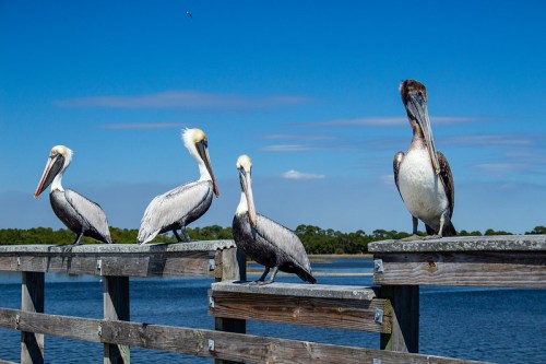 Four pelicans perched on a wooden railing by a calm blue water body under a clear sky.
