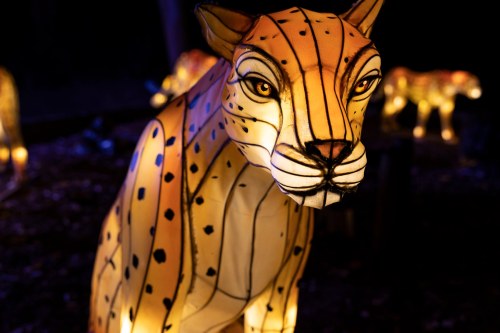 A glowing, illuminated leopard sculpture with intricate details, set against a dark background.