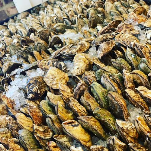 A close-up of a large display of oysters on ice, showcasing their varied textures and colors.
