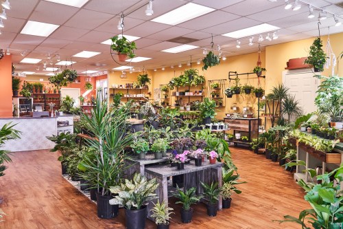 A bright plant shop filled with various potted plants, shelves, and a welcoming atmosphere.