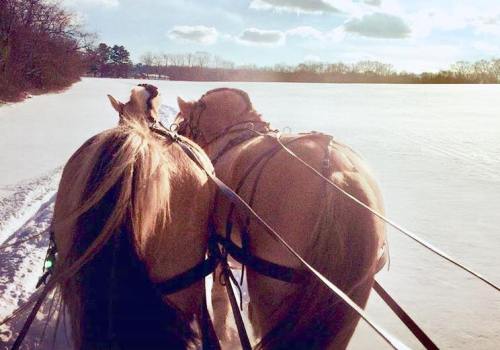 Two horses in harness, seen from behind, walking through a snowy landscape under a bright sky.