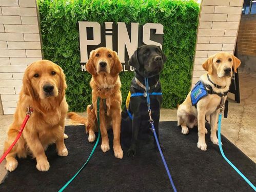 Four dogs of different breeds sit in front of a green wall, each wearing a harness and leashed.