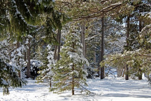 A serene winter scene with snow-covered trees and a peaceful path through a snowy forest.