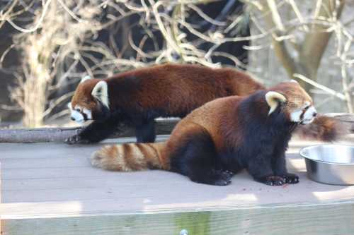 Two red pandas on a wooden platform, one sitting and eating, the other walking away, surrounded by trees.