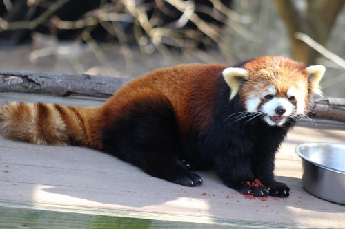 A red panda sitting on a wooden surface, eating from a bowl, with its distinctive reddish-brown fur and playful expression.
