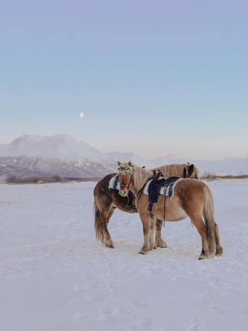 Two horses stand in a snowy landscape with mountains in the background and a crescent moon in the sky.
