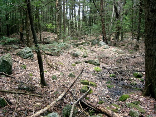 A serene forest scene with scattered rocks, fallen branches, and a small stream, surrounded by tall trees and greenery.