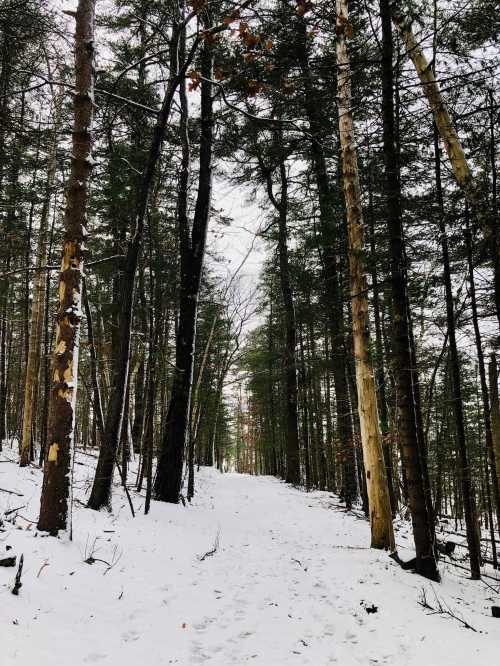 A snowy forest path lined with tall trees, creating a serene and tranquil winter scene.