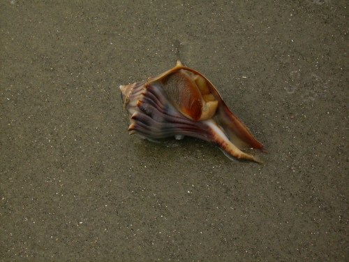A seashell resting on sandy beach, showcasing intricate patterns and colors.