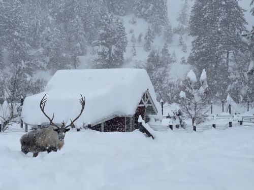 A reindeer walks through deep snow near a small, snow-covered cabin in a winter landscape.