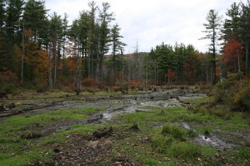 A serene landscape featuring a muddy area surrounded by trees with autumn foliage and a cloudy sky.