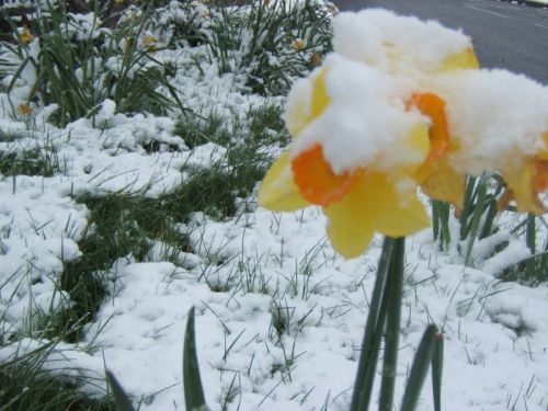 A close-up of a yellow daffodil covered in snow, with a snowy landscape and green grass in the background.