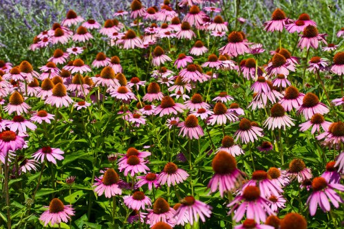 A vibrant field of pink coneflowers in full bloom, surrounded by green foliage and hints of lavender in the background.