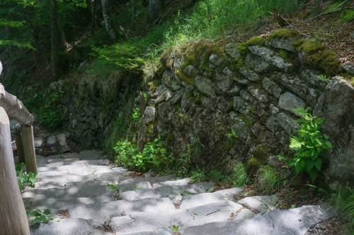 Stone steps lead down through a lush, green forest, bordered by moss-covered rocks and plants.