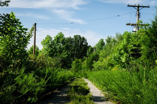 Overgrown path surrounded by lush greenery, with utility poles and a clear blue sky in the background.