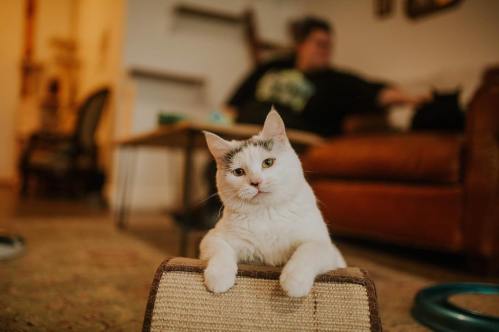 A white cat with gray markings rests on a scratching post, with a blurred person and furniture in the background.