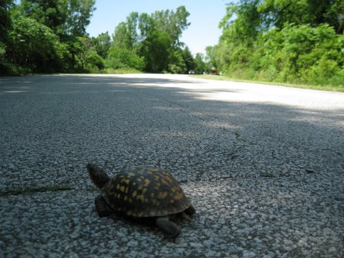 A turtle crossing a sunlit, empty road surrounded by greenery and trees.