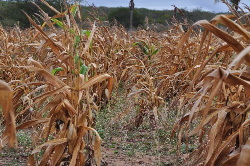Dried corn stalks in a field, with some green leaves and scattered plants among the brown foliage.