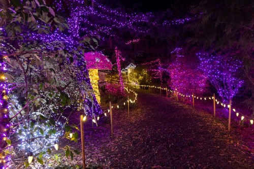 A winding path illuminated by vibrant purple and yellow lights, surrounded by trees and festive decorations at night.