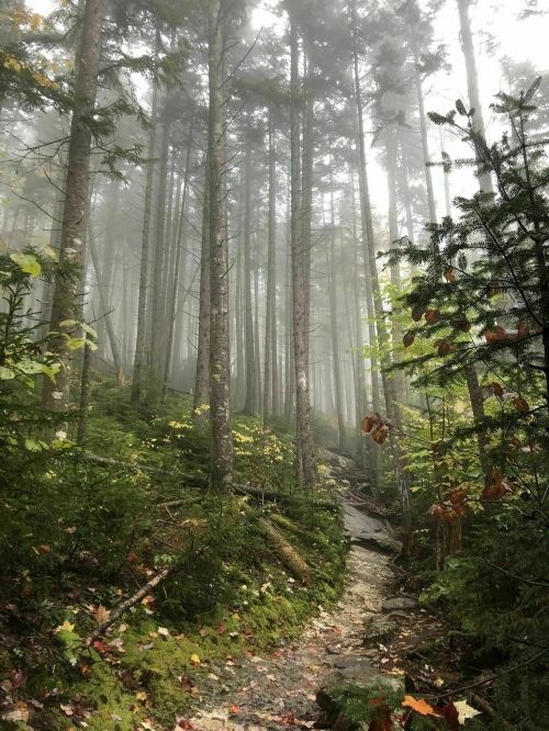 A misty forest path surrounded by tall trees and lush greenery, creating a serene and tranquil atmosphere.
