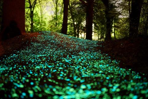 A glowing blue-green pathway through a dark forest, illuminated by bioluminescent particles among the trees.