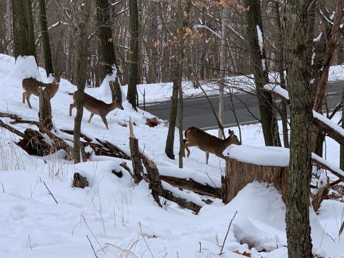 A group of deer in a snowy forest, with trees and a road visible in the background.