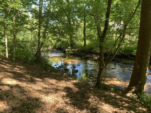 A serene forest scene with a gently flowing creek surrounded by lush green trees and dappled sunlight.