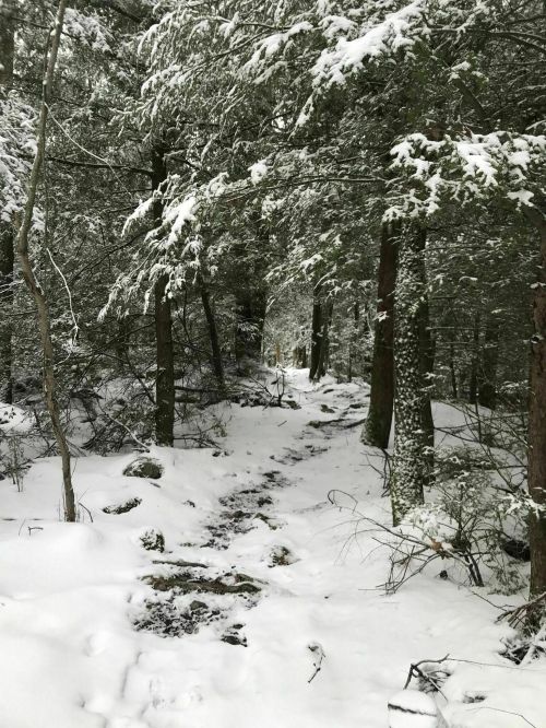 A snowy forest path winding through tall trees, with fresh snow covering the ground and branches.