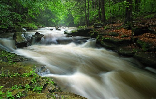 A serene river flows through a lush green forest, with smooth rocks and gentle currents creating a tranquil scene.