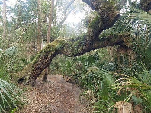 A large, moss-covered tree arches over a winding path in a lush, green forest.