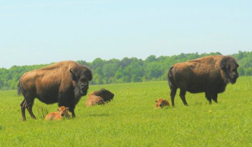 Two bison stand in a green field, with several calves resting nearby under a clear blue sky.