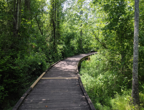A winding wooden boardwalk through lush green foliage in a serene natural setting.