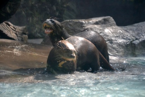 Two playful otters swim together in a rocky, water-filled habitat.