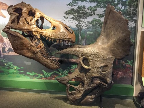 Two dinosaur skulls on display: a Tyrannosaurus rex on the left and a Triceratops on the right, set against a forest backdrop.