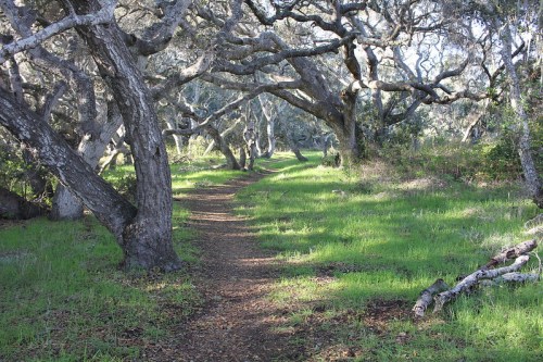 A serene forest path lined with twisted trees and lush green grass, inviting exploration and tranquility.